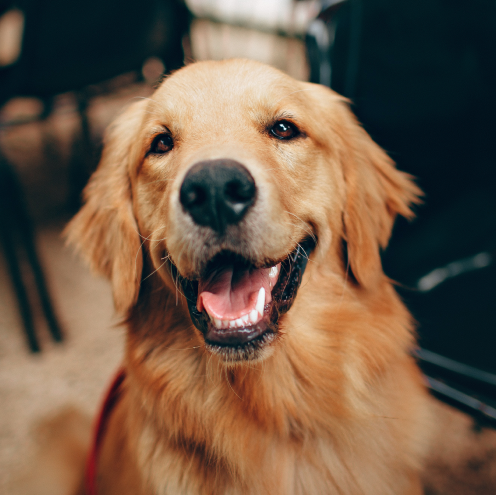 A happy dog visiting Brewfish